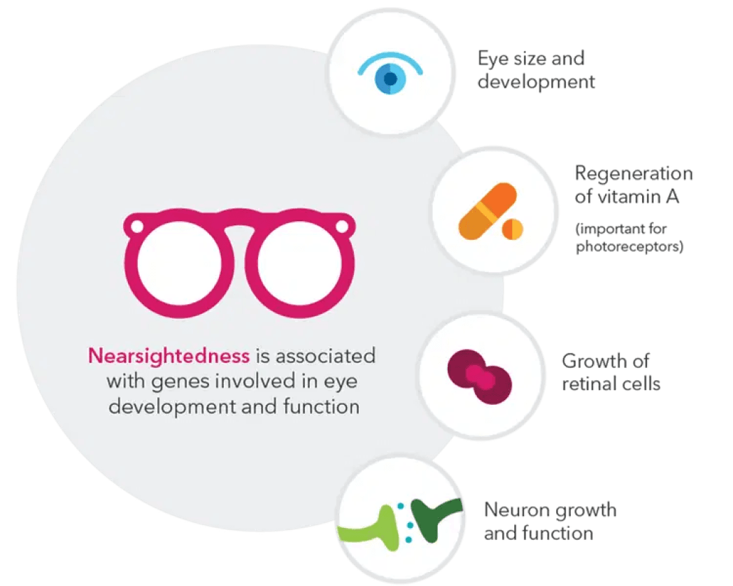 Image displays glasses illustrating that "nearsightedness is associated with genes involved in eye development and function". Image shows an eye illustrating "eye and size development". Image shows pill shape illustrating "regeneration of vitamin A, which is important for photoreceptors". Image shows cells illustrating growth of retinal cells. Image shows illustration of neuron growth and function.