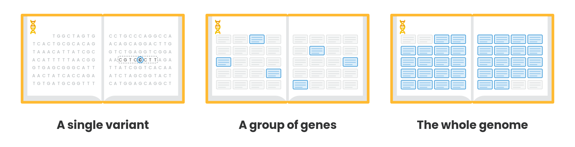 DNA book: a single variant, a group of genes, the whole genome