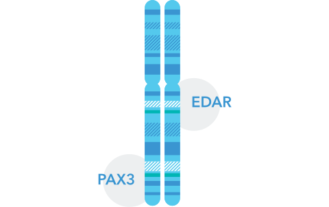 EDAR and PAX genes