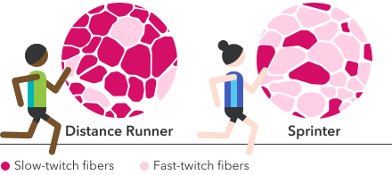 Slow vs. fast twitch muscles