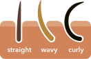 hair follicles