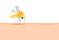 mosquito on skin