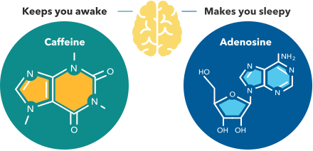 caffeine and adenosine