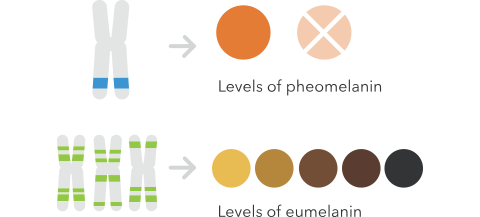pheomelanin and eumelanin