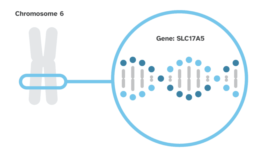 The SLC17A5 gene is shown located on chromosome 6.
