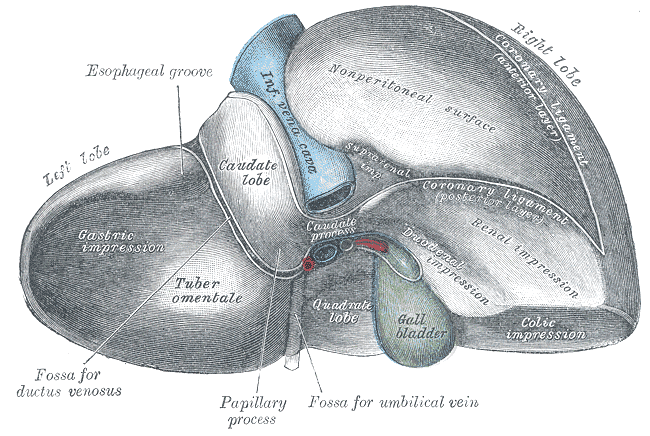 Rare Genetic Condition May Also Increase Risk of Severe Liver Disease in Cystic Fibrosis
