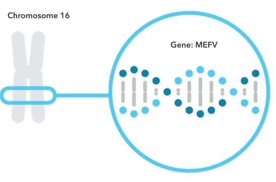 23andMe’s Report on Familial Mediterranean Fever