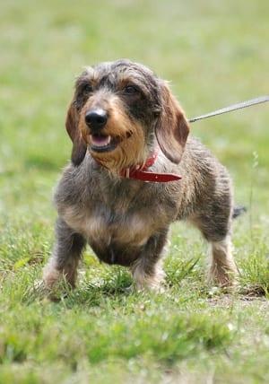 Single Gene Responsible For Stubby Legs In Dogs