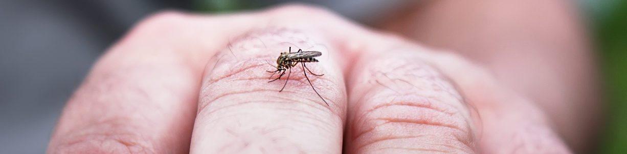 Are you a mosquito magnet?
