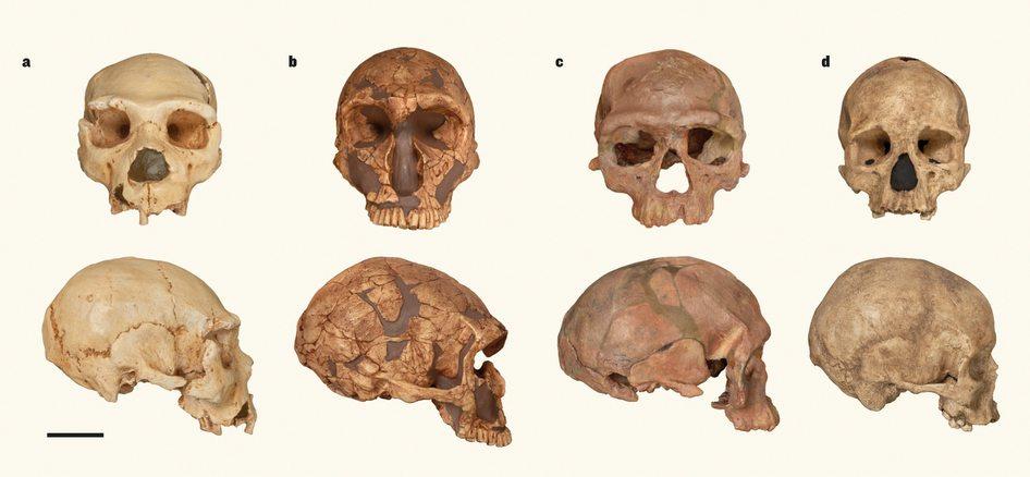 Novel Techniques Suggest Neanderthal Populations Dwindled in the Face of Expanding Humans