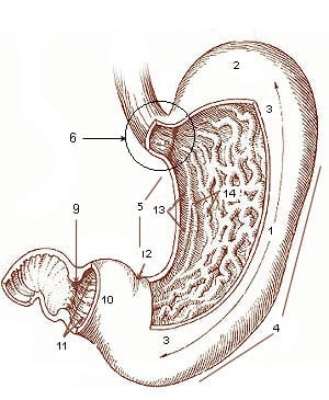 stomach.jpg