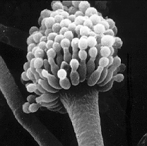 Aspergillus