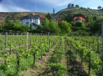 germanvineyard