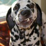 smiling_dalmatian