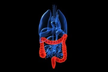 colon
