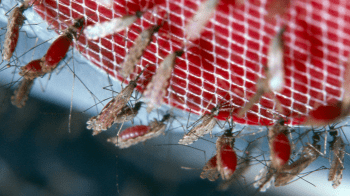 anopheles_gambiae