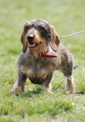 dachsund dachsund