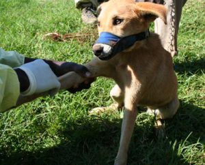 african dog