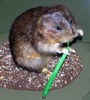 Water.vole.arp