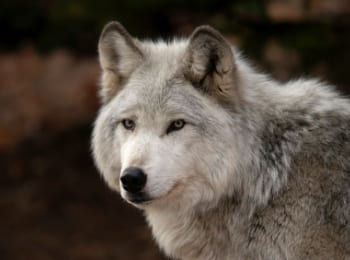 wolf