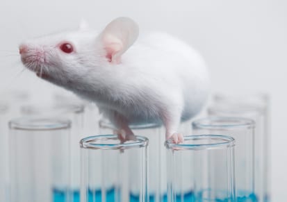 Lab mouse