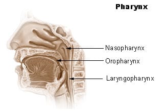 Illu_pharynx