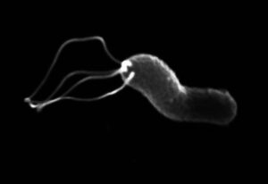 H. pylori