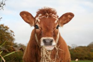 dairy cow