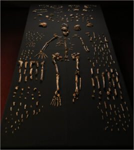 Composite skeleton of Homo nadeli along with other bones found at the Rising Star Cave in South Africa. Photo: Lee Berger, Wits, photographed at Evolutionary Studies Institute