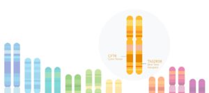 chromosomes