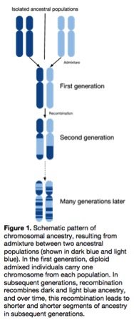 Pattern of Ancestry