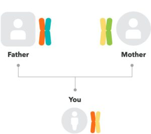 Inheritance